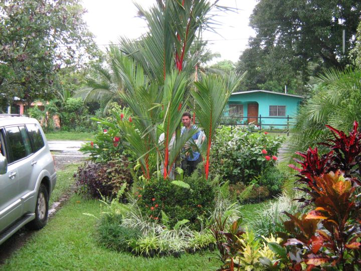 [Foto de planta, jardin, jardineria]