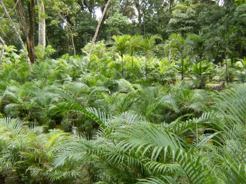 [Foto de planta, jardin, jardineria]
