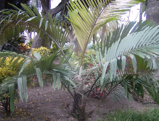 [Foto de planta, jardin, jardineria]