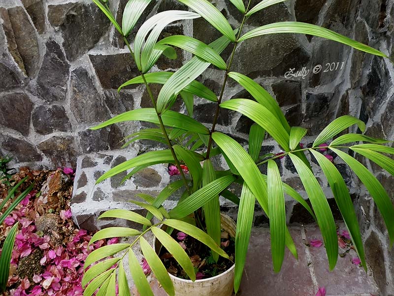 [Foto de planta, jardin, jardineria]