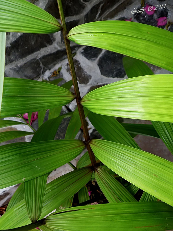 [Foto de planta, jardin, jardineria]