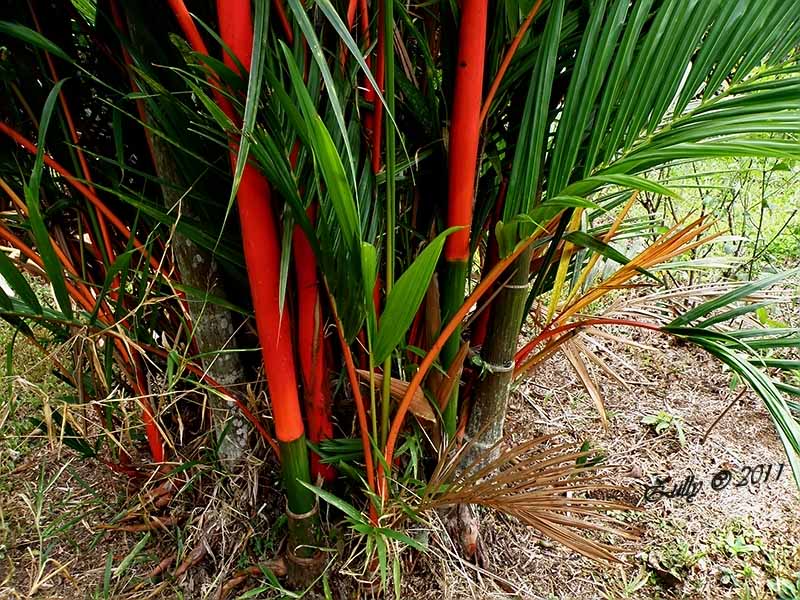 [Foto de planta, jardin, jardineria]
