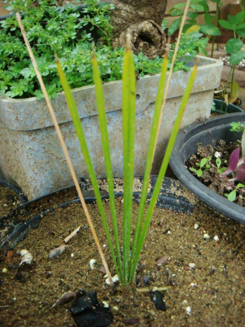 [Foto de planta, jardin, jardineria]