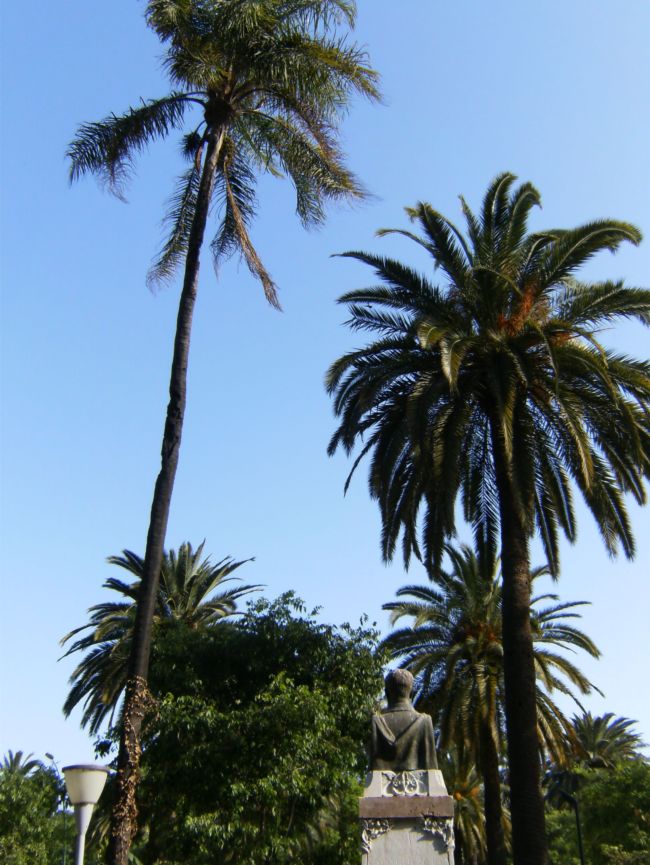 [Foto de planta, jardin, jardineria]