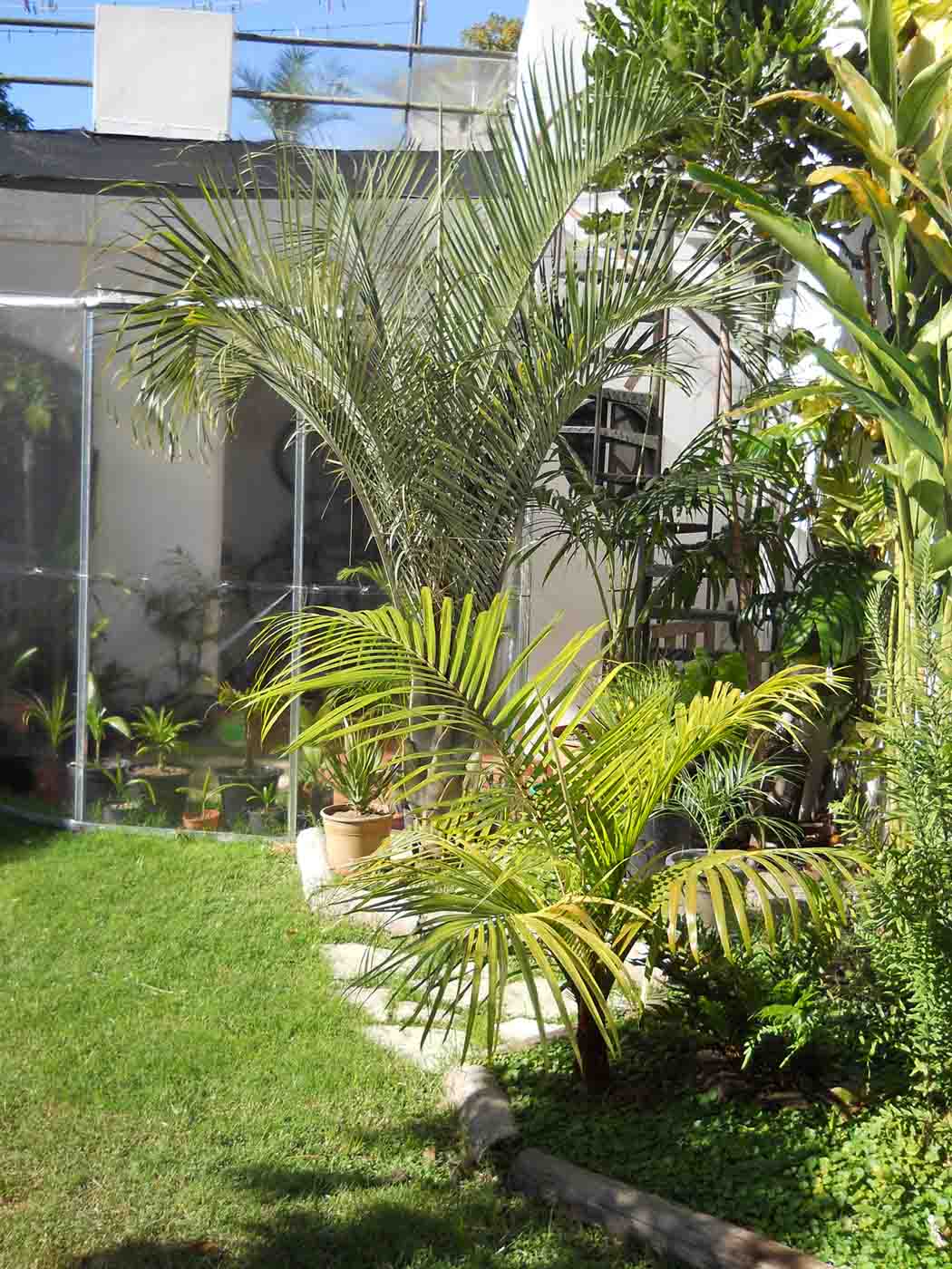 [Foto de planta, jardin, jardineria]