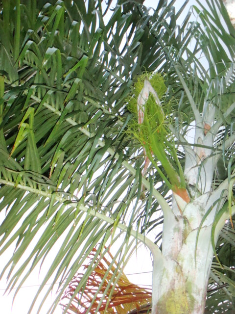 [Foto de planta, jardin, jardineria]