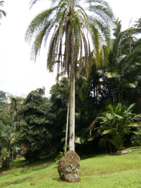 [Foto de planta, jardin, jardineria]