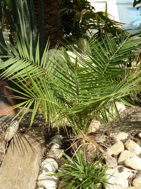 [Foto de planta, jardin, jardineria]