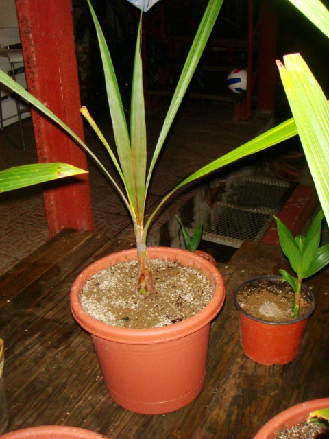 [Foto de planta, jardin, jardineria]