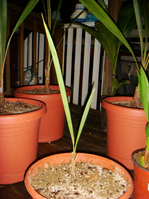 [Foto de planta, jardin, jardineria]