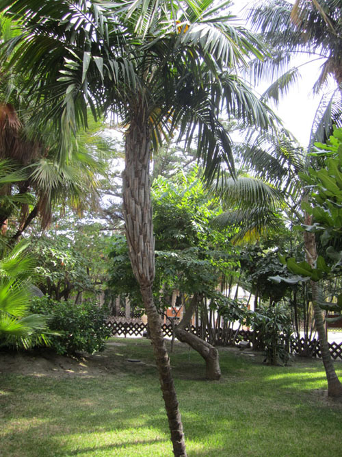 [Foto de planta, jardin, jardineria]