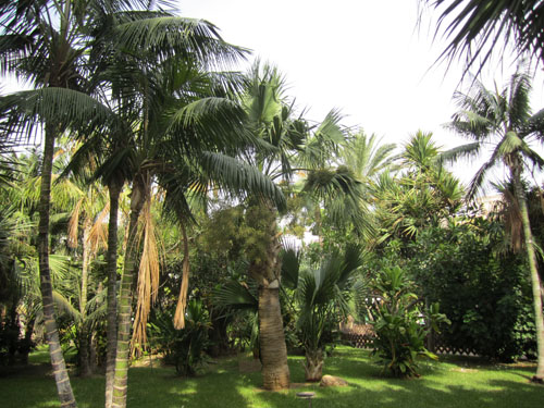 [Foto de planta, jardin, jardineria]