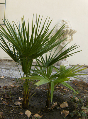 [Foto de planta, jardin, jardineria]