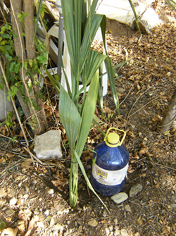[Foto de planta, jardin, jardineria]