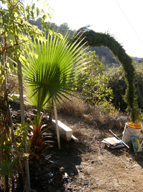 [Foto de planta, jardin, jardineria]