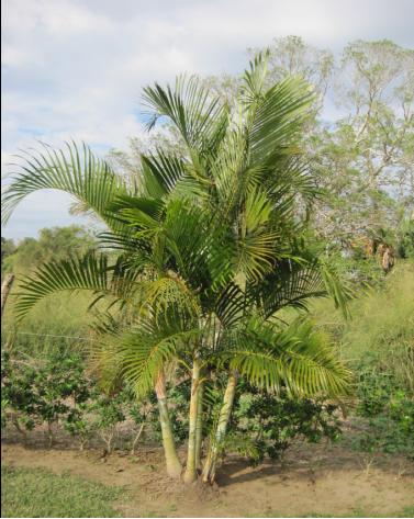 [Foto de planta, jardin, jardineria]