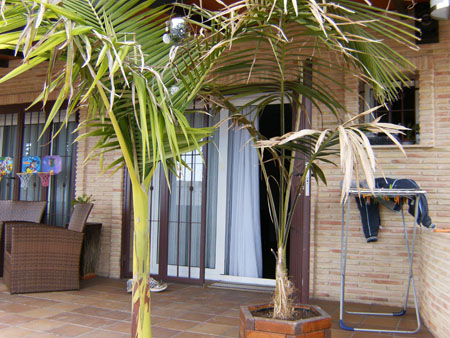 [Foto de planta, jardin, jardineria]