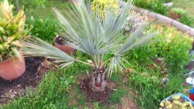 [Foto de planta, jardin, jardineria]