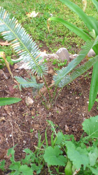 [Foto de planta, jardin, jardineria]