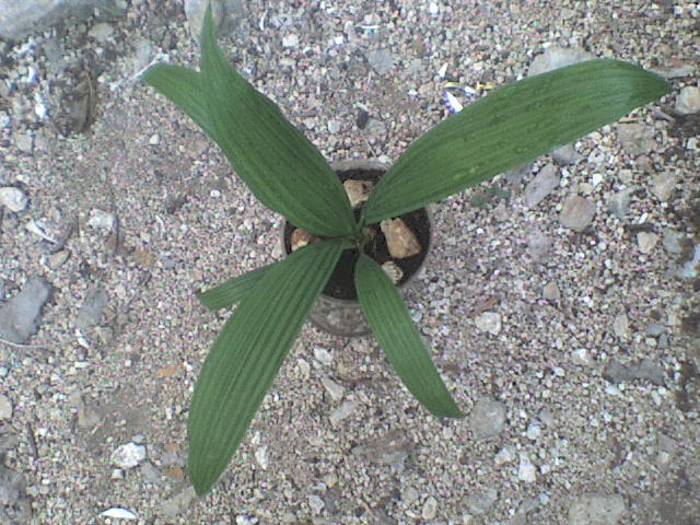 [Foto de planta, jardin, jardineria]