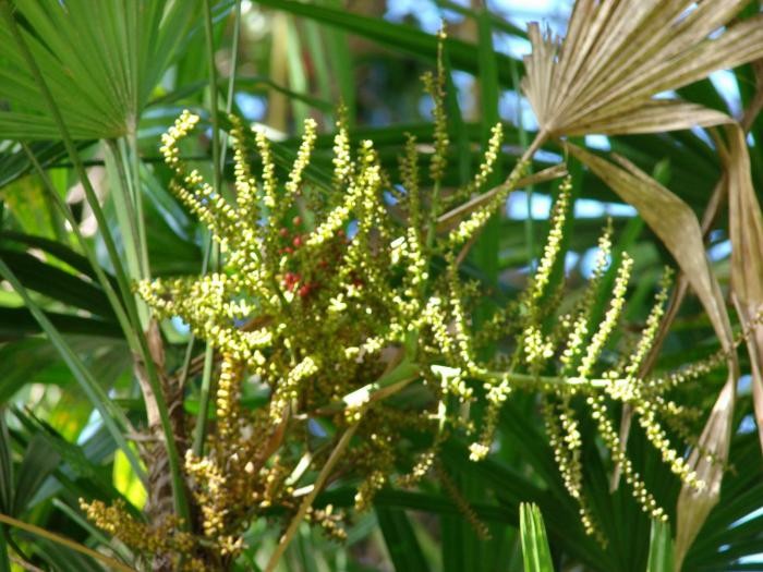 [Foto de planta, jardin, jardineria]
