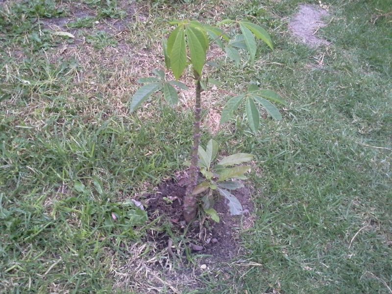 [Foto de planta, jardin, jardineria]