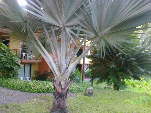 [Foto de planta, jardin, jardineria]