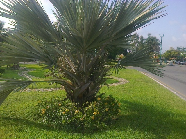 [Foto de planta, jardin, jardineria]