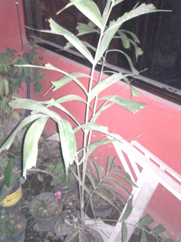 [Foto de planta, jardin, jardineria]