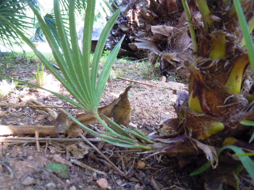 [Foto de planta, jardin, jardineria]