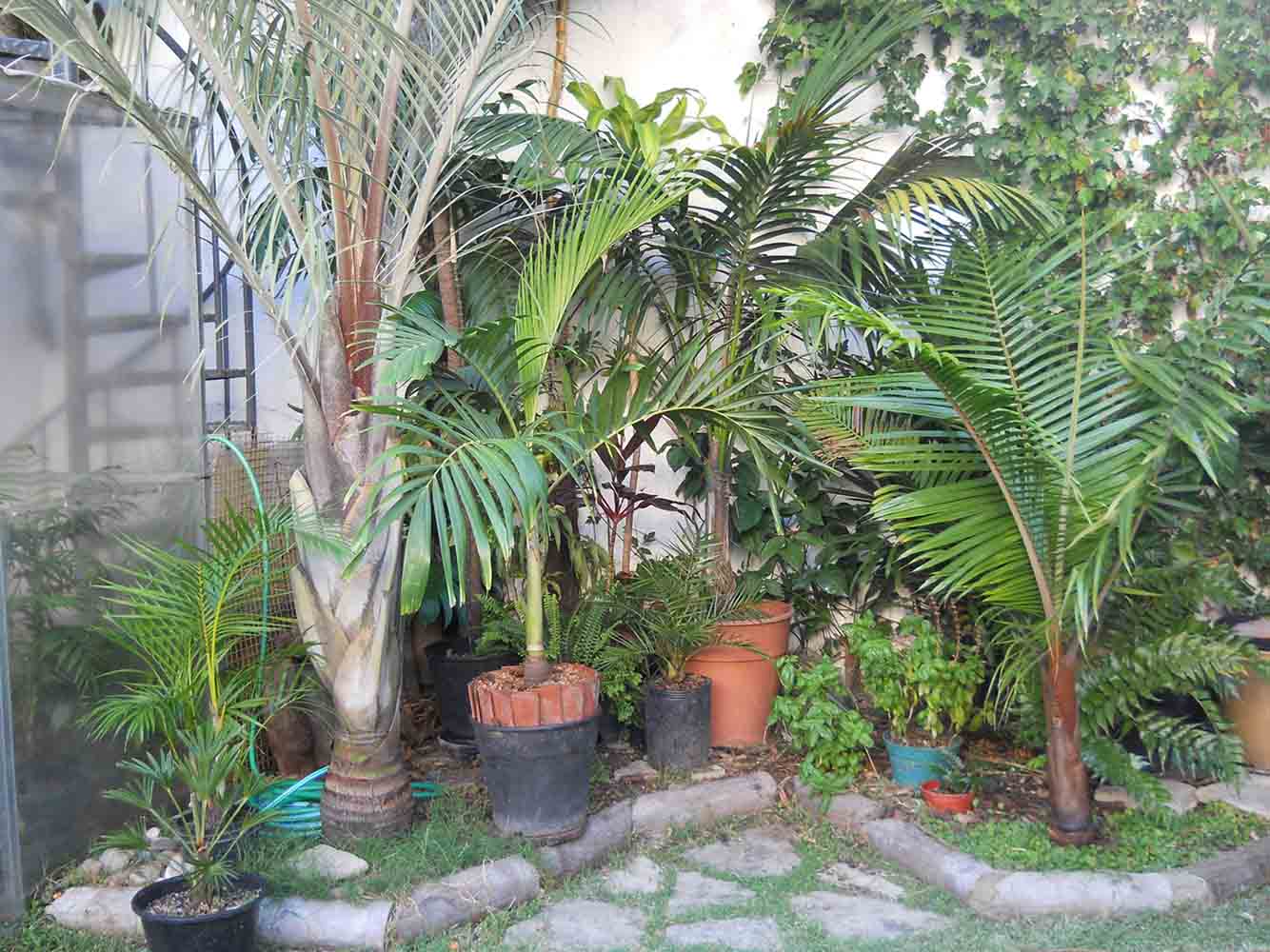[Foto de planta, jardin, jardineria]