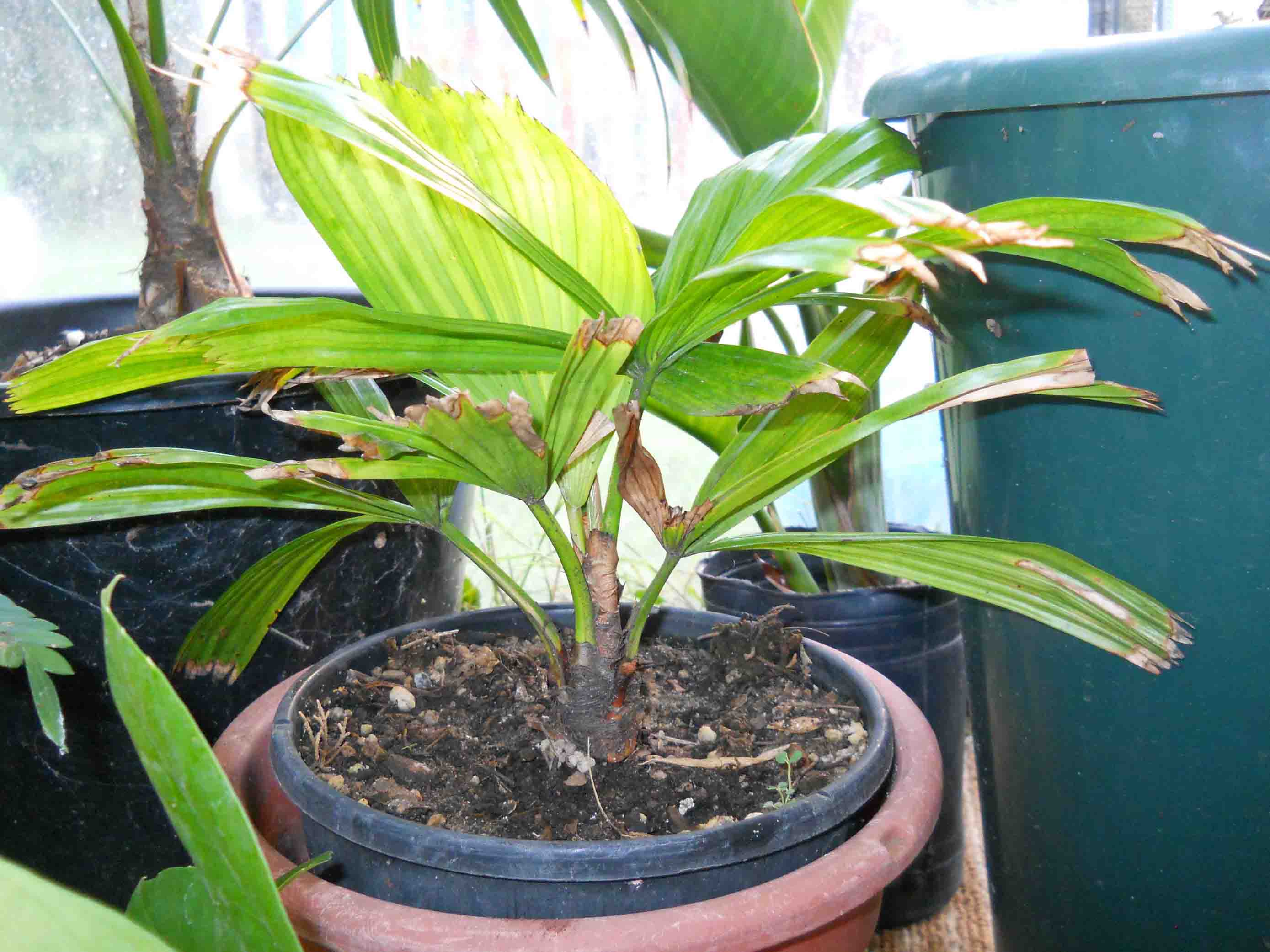 [Foto de planta, jardin, jardineria]