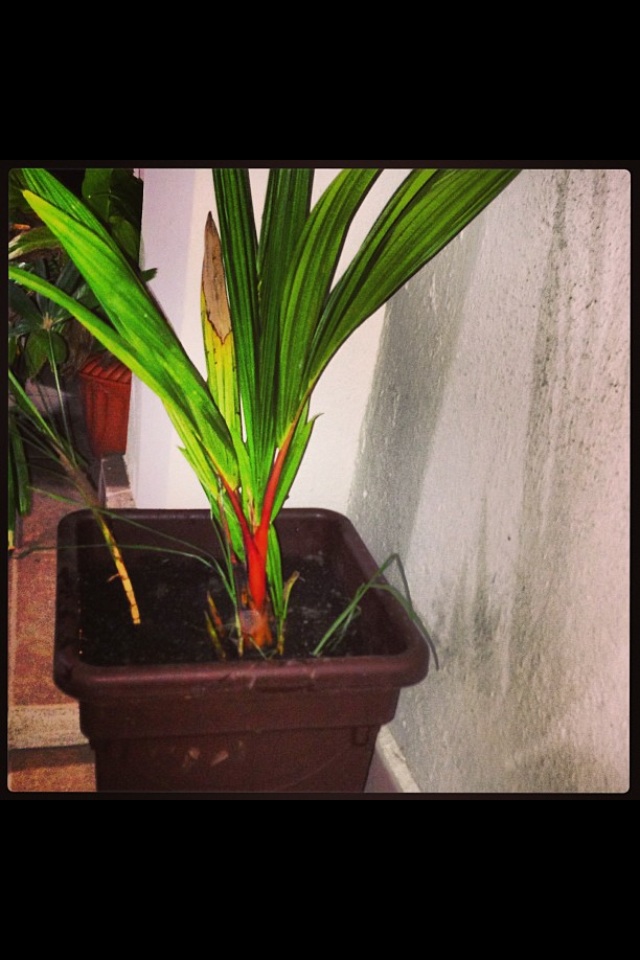 [Foto de planta, jardin, jardineria]