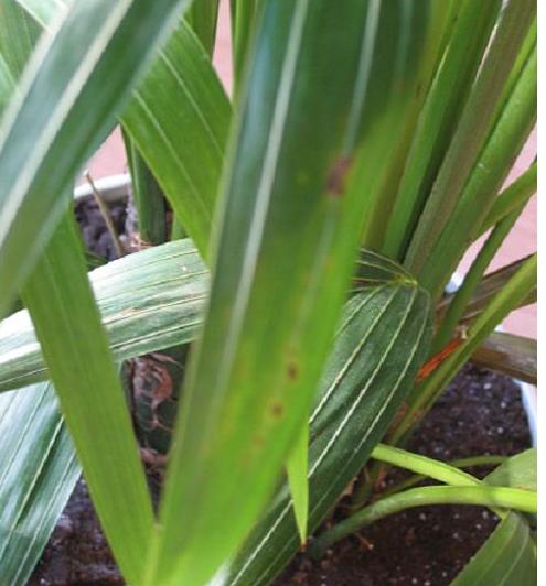 [Foto de planta, jardin, jardineria]