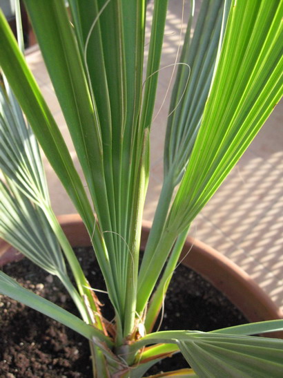 [Foto de planta, jardin, jardineria]