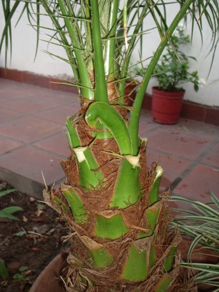 [Foto de planta, jardin, jardineria]