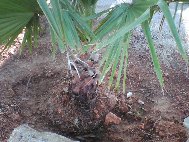 [Foto de planta, jardin, jardineria]