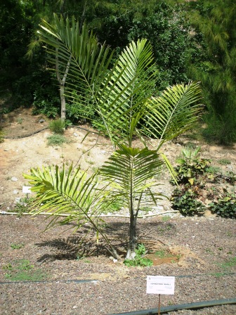[Foto de planta, jardin, jardineria]