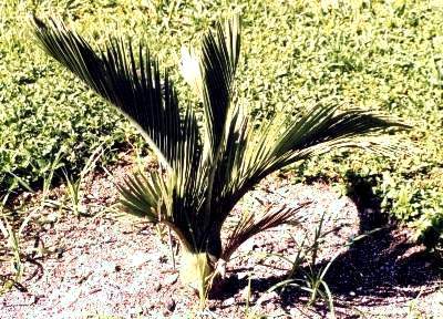 [Foto de planta, jardin, jardineria]