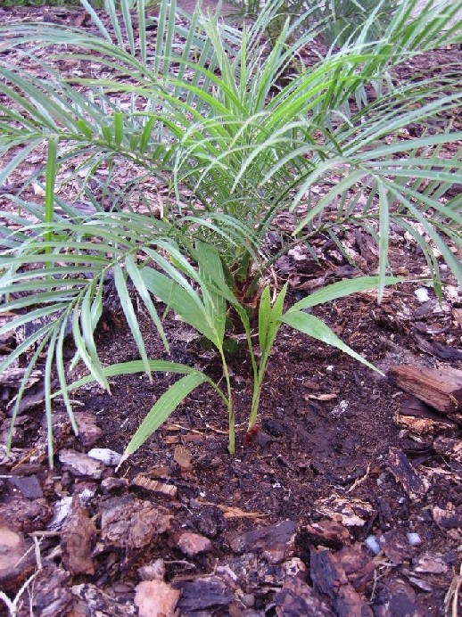 [Foto de planta, jardin, jardineria]