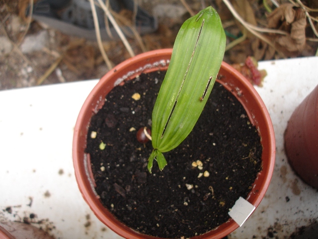 [Foto de planta, jardin, jardineria]