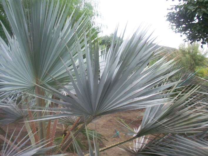 [Foto de planta, jardin, jardineria]