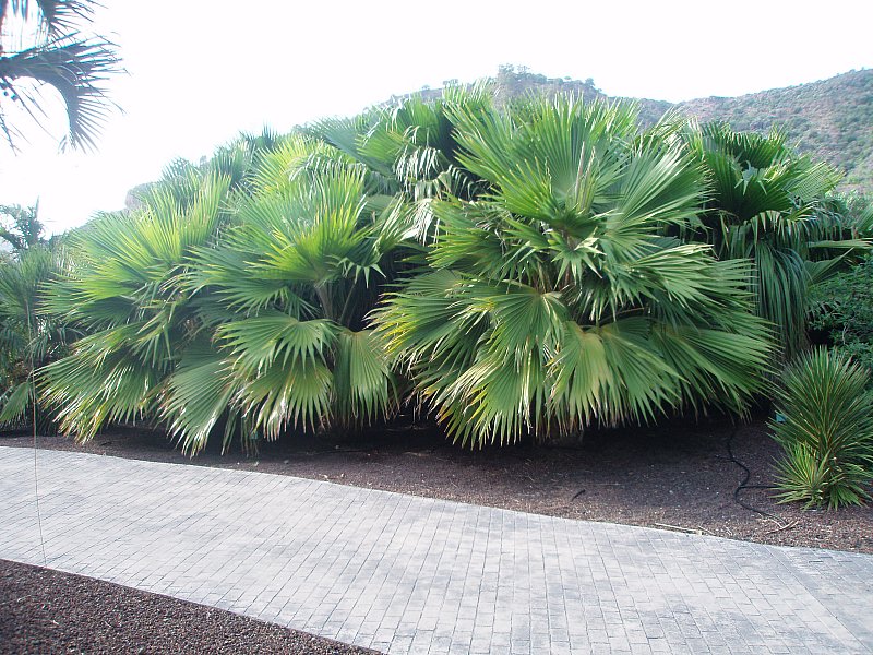 [Foto de planta, jardin, jardineria]