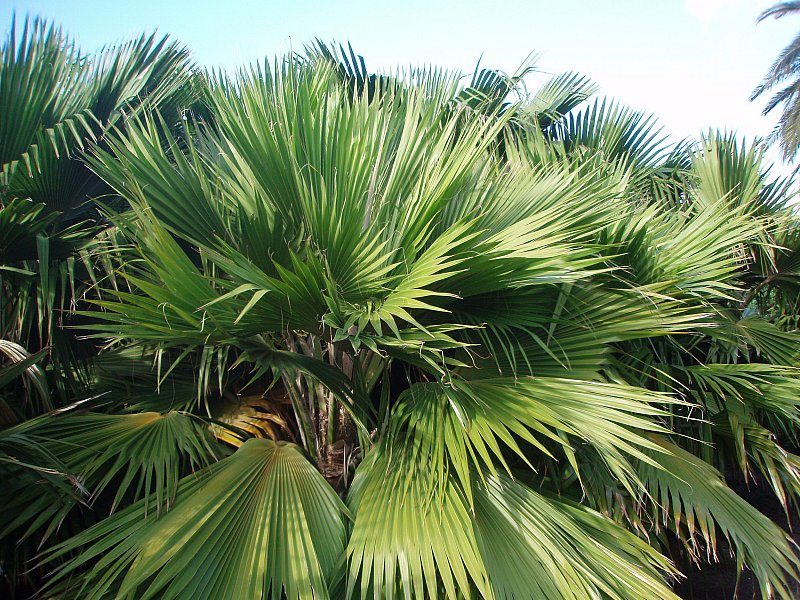 [Foto de planta, jardin, jardineria]