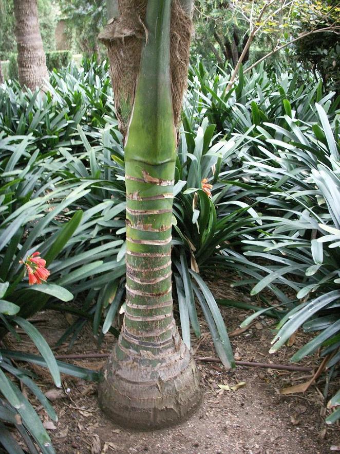 [Foto de planta, jardin, jardineria]