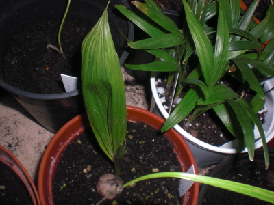 [Foto de planta, jardin, jardineria]