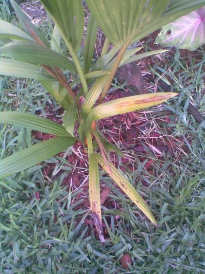 [Foto de planta, jardin, jardineria]