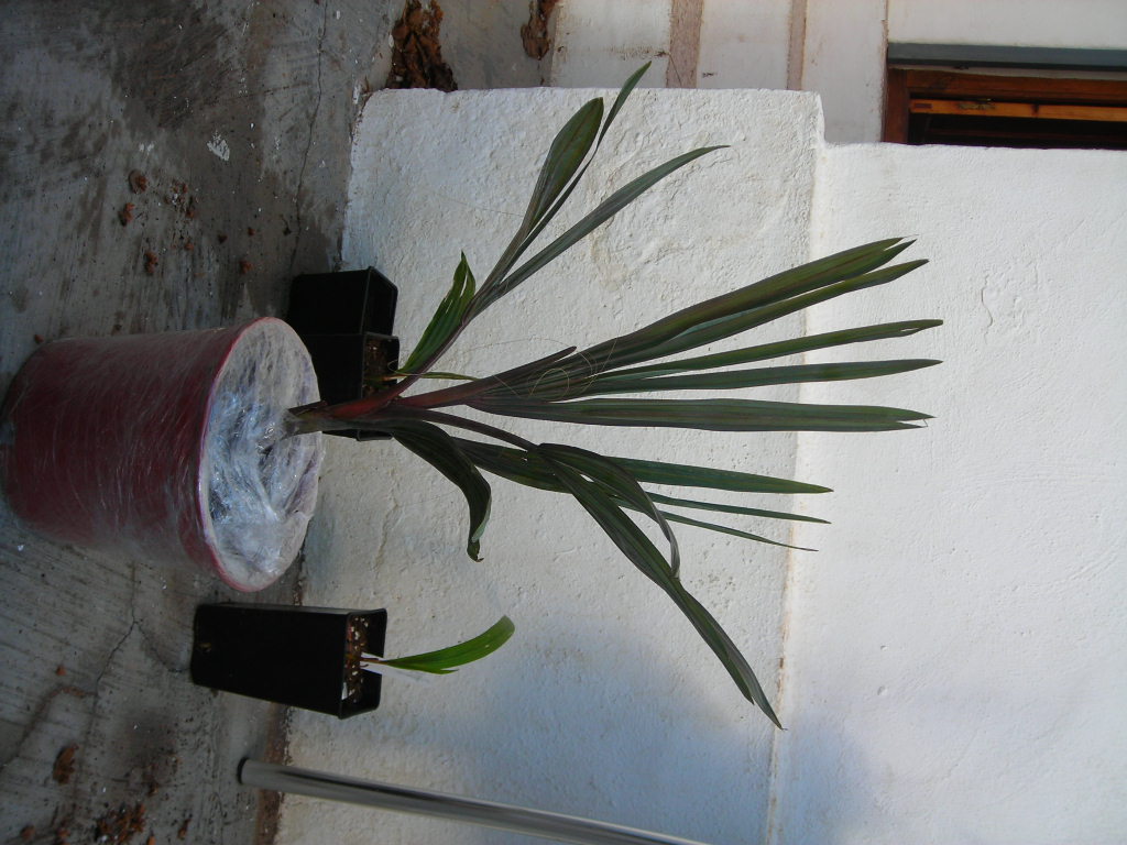 [Foto de planta, jardin, jardineria]