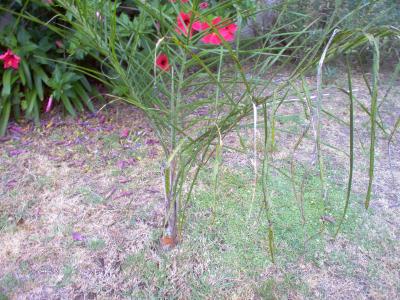 [Foto de planta, jardin, jardineria]