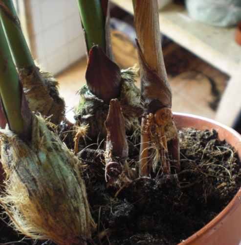 [Foto de planta, jardin, jardineria]